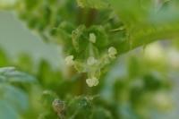 Urtica urens