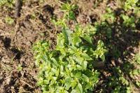 Mercurialis annua