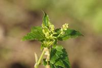 Mercurialis annua