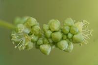 Mercurialis annua