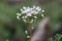 Sedum album