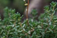 Sedum album
