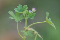 Geranium pusillum