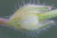 Geranium pusillum