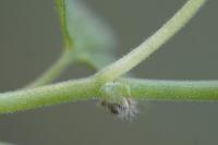 Geranium pusillum
