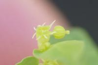 Euphorbia peplus