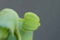 Euphorbia peplus
