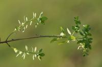 Euphorbia peplus