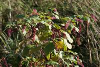 Phytolacca americana
