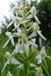 Platanthera chlorantha