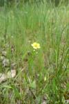 Ranunculus flammula