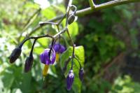 Solanum dulcamara