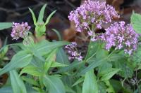 Centranthus ruber