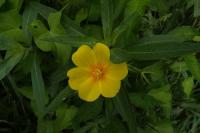Ludwigia grandiflora