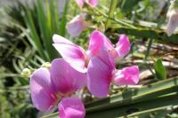 Lathyrus latifolius