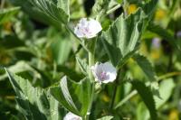 Althaea officinalis