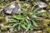 Asplenium ceterach