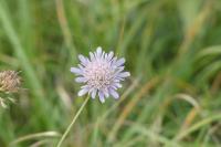 Scabiosa columbaria