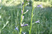 Lobelia urens