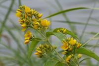 Lysimachia vulgaris