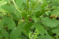 Dioscorea communis