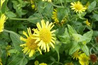 Pulicaria dysenterica