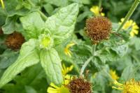 Pulicaria dysenterica