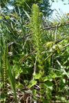 Equisetum telmateia