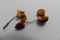 Crataegus laevigata