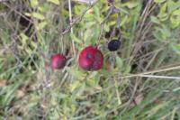 Crataegus laevigata