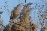 Phragmites australis