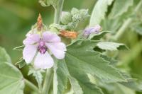 Althaea officinalis