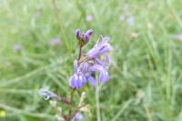 Lobelia urens
