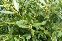 Laurus nobilis