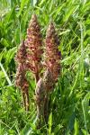 Orobanche minor