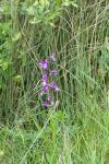Anacamptis laxiflora