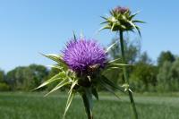 Silybum marianum