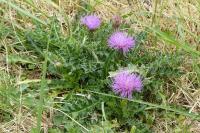 Cirsium acaulon