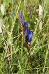 Gentiana pneumonanthe