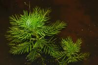 Hottonia palustris