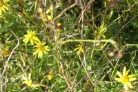 Senecio inaequidens
