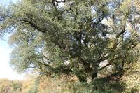 Quercus ilex
