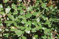 Quercus ilex