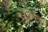 Hedera helix