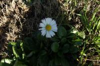 Bellis perennis