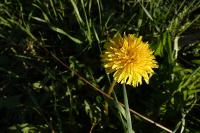 Taraxacum officinale