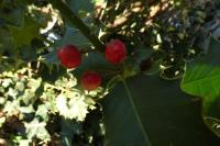 Ilex aquifolium