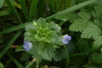 Veronica persica