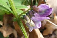 Vicia sepium