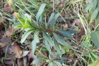 Euphorbia amygdaloides